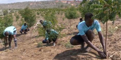 Bore Lions FC players taking care of some of the trees in the Arsenal Forest located in Magarini, Coastal Kenya.